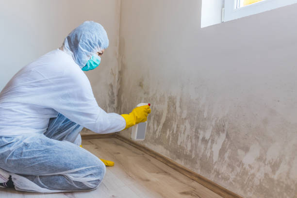 Licensed Mold Inspection service in Clifton, CO - WQB Mold Removal